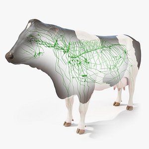 Cow Body Skeleton and Lymphatic System Static 3D model