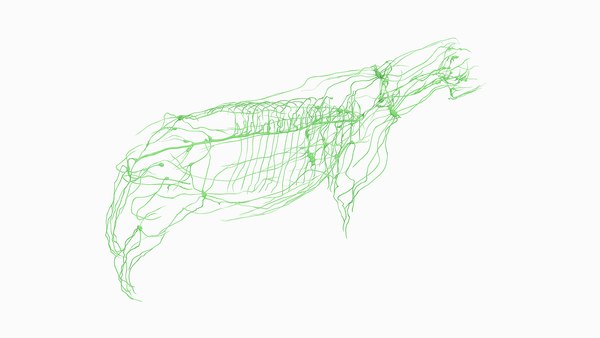 Cow Body Skeleton and Lymphatic System Static3Dモデル - TurboSquid 1893844