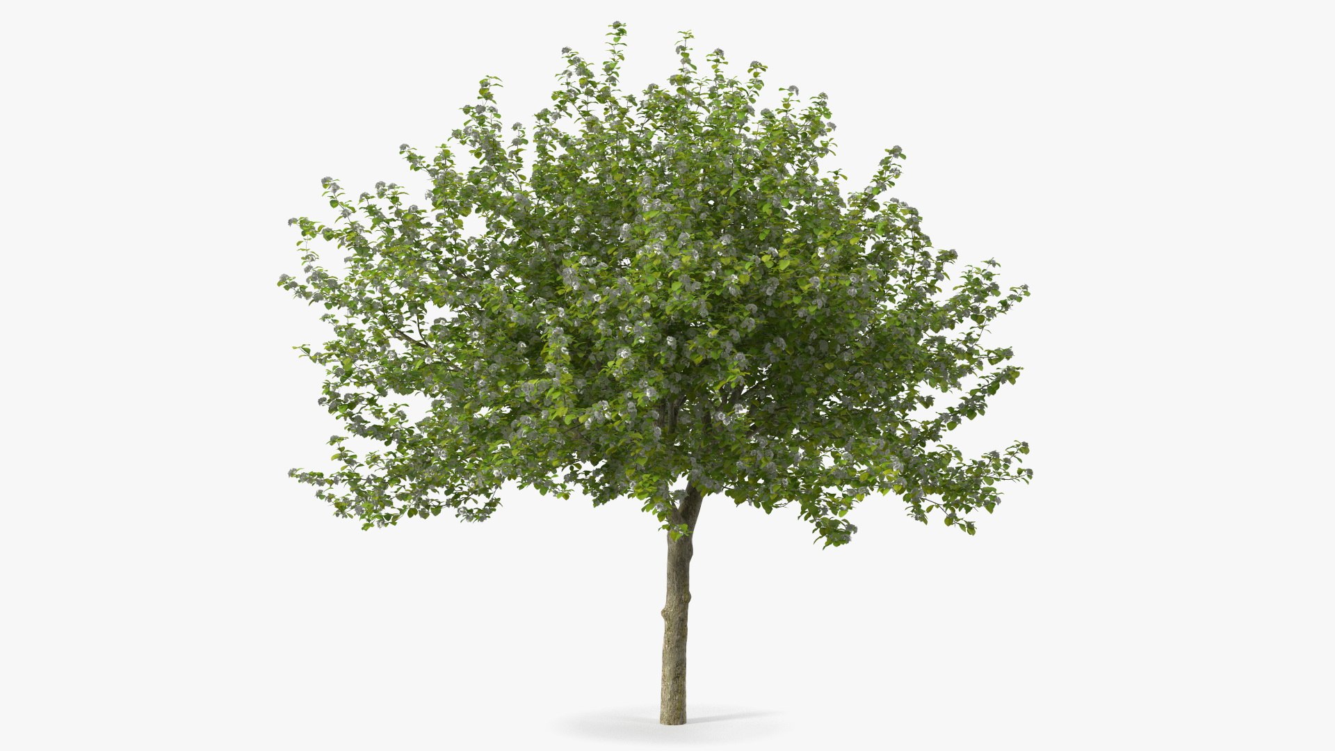 Cockspur Hawthorn with Flower 3D model preview