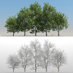summer ash tree 3D model