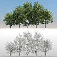 5 Ash Trees with snow