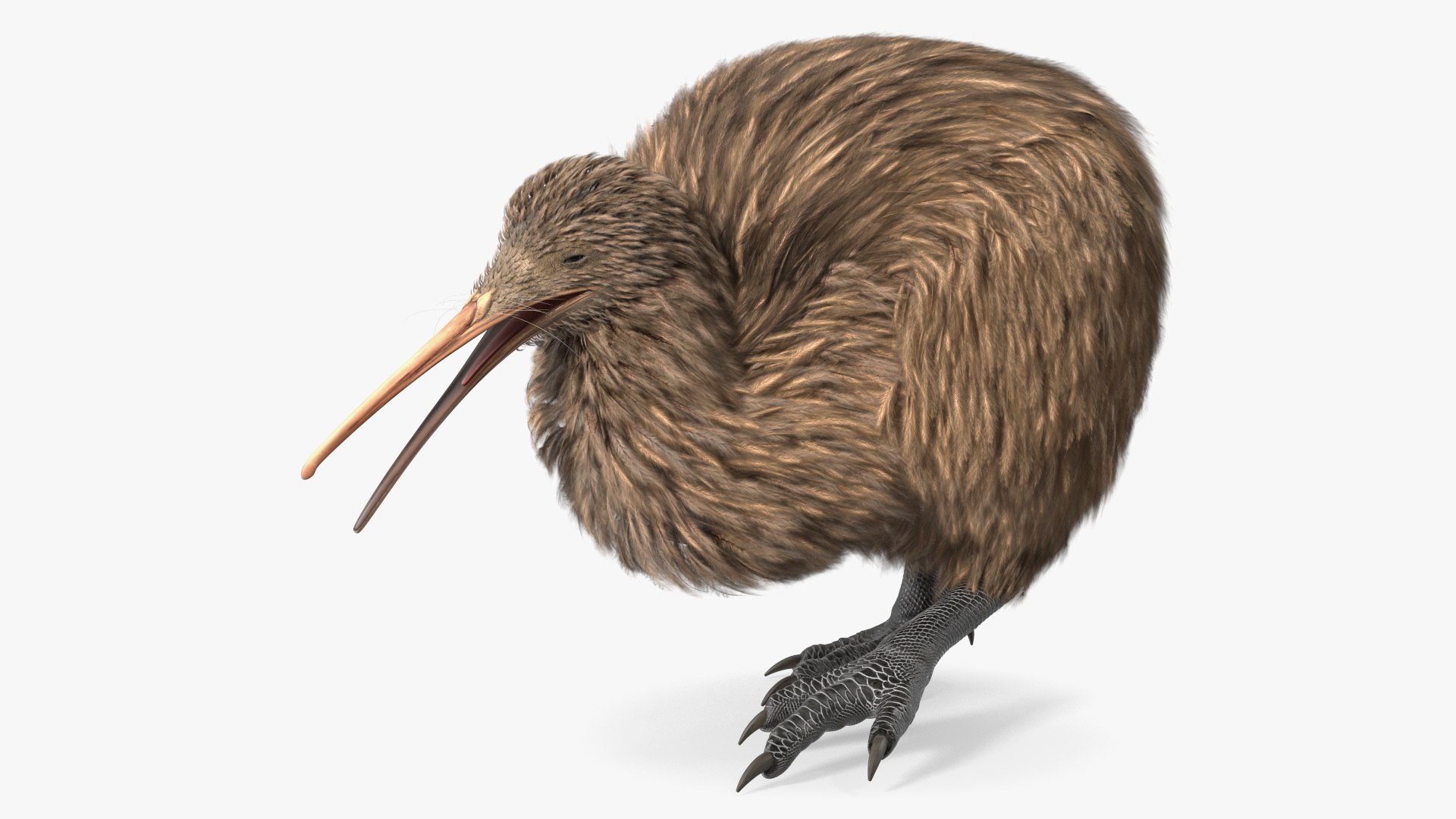 Kiwi Bird Walk Pose 3D model preview