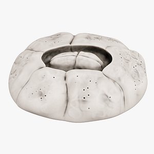 Turtle Barnacle 3D model