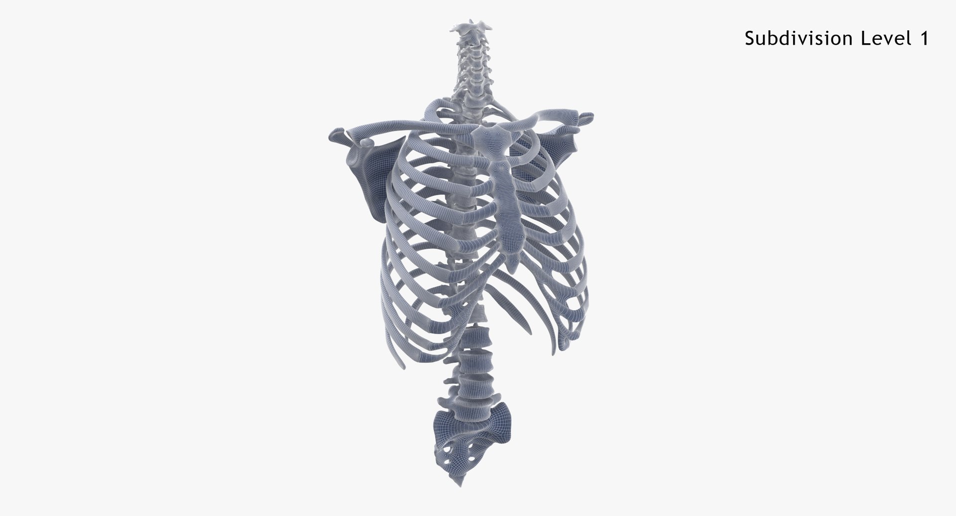 3D Real Human Rib Cage Model - TurboSquid 1637730