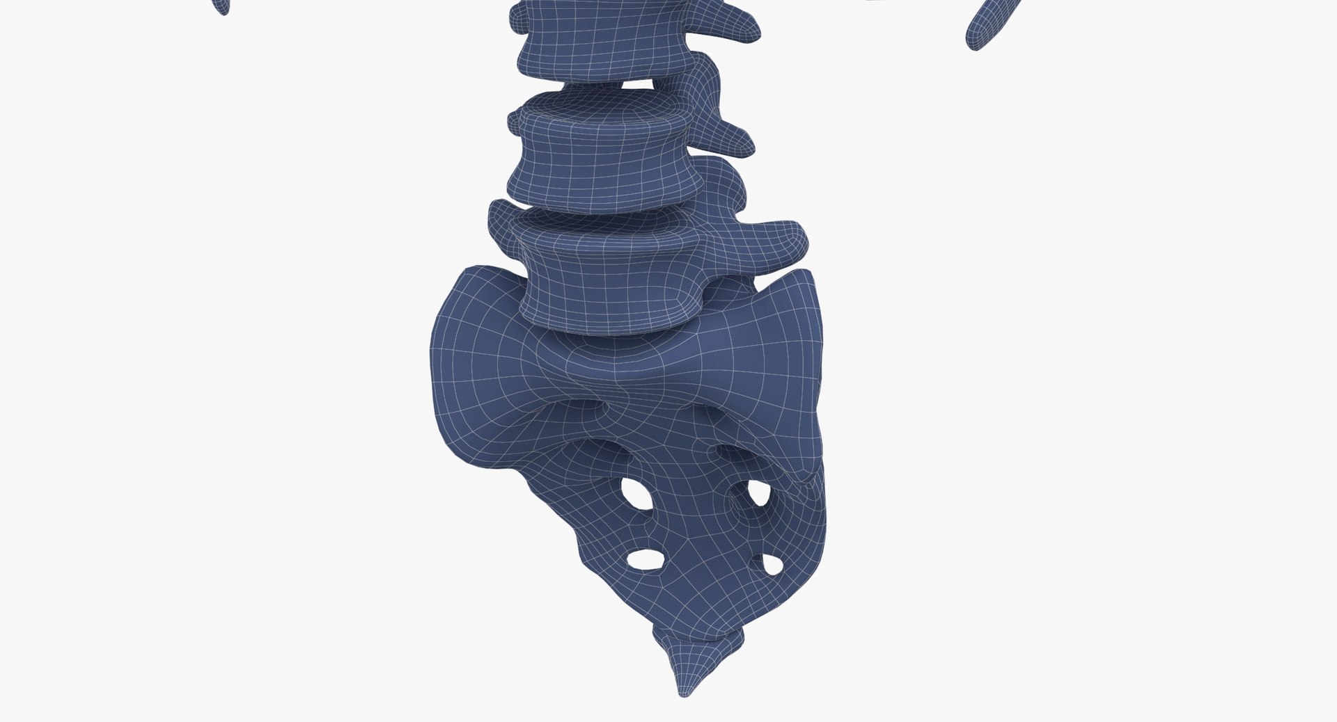 3D Real Human Rib Cage Model - TurboSquid 1637730