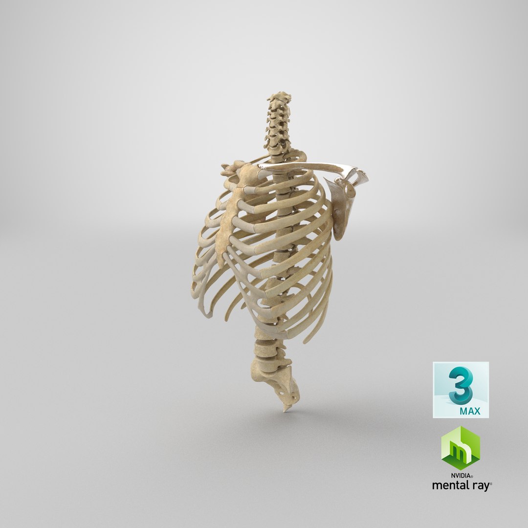 3D Real Human Rib Cage Model - TurboSquid 1637730