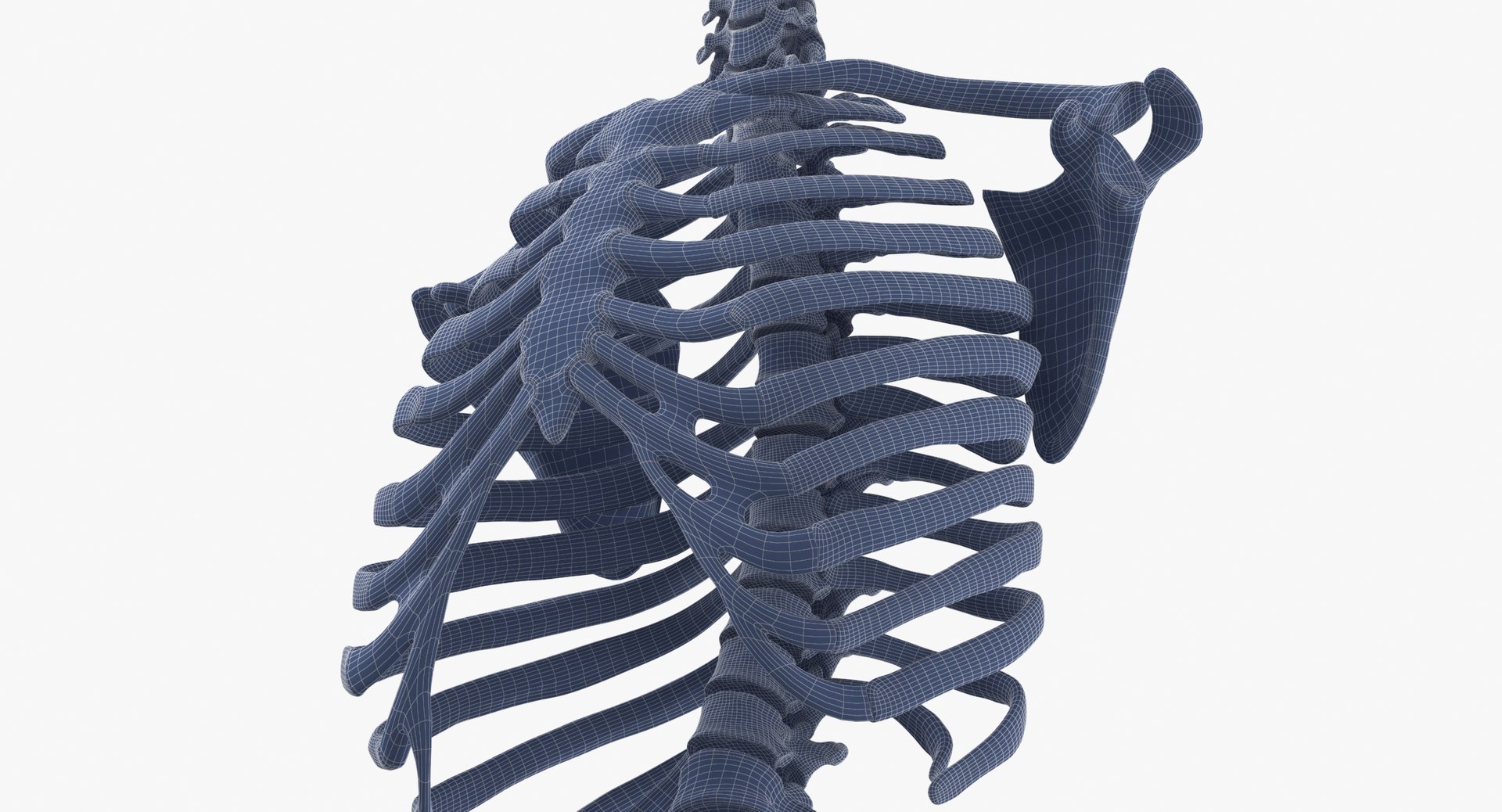 3D Real Human Rib Cage Model - TurboSquid 1637730