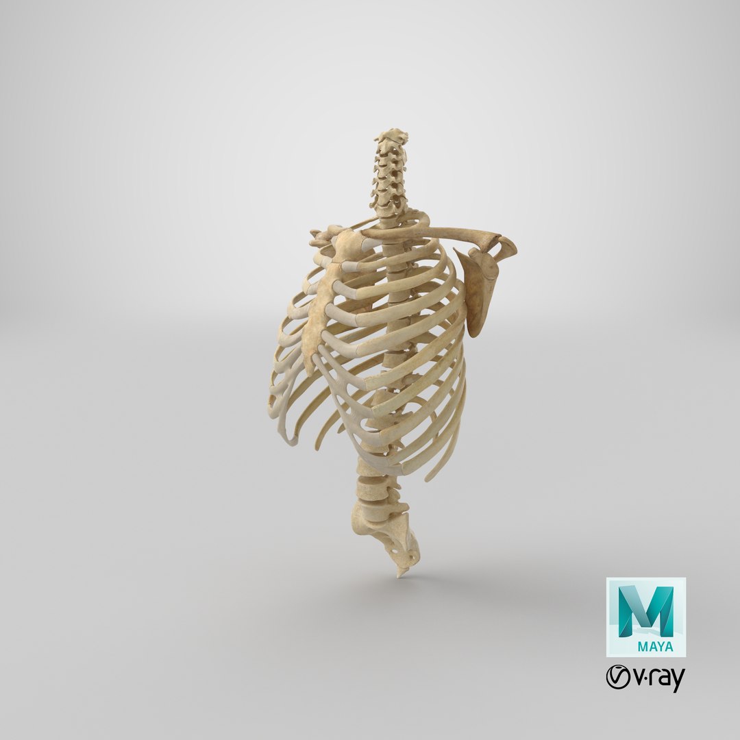 3D Real Human Rib Cage Model - TurboSquid 1637730