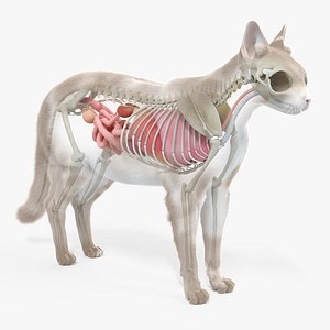 3D cat body skeleton organs