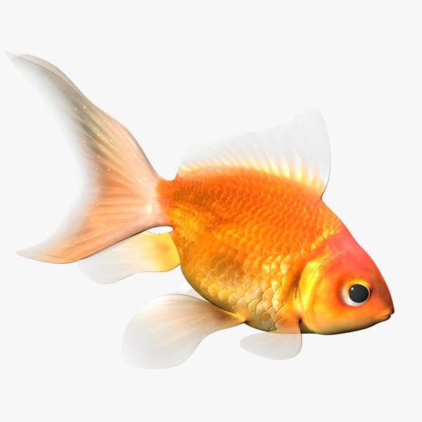 3D gold fish