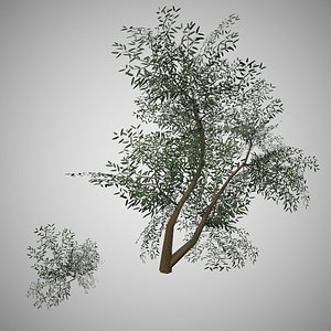 ready 3d model