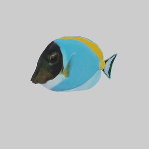 Ambly Fish in Blender 2.80 and other formats