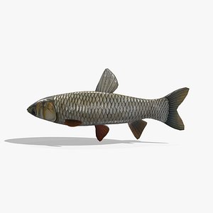 3D Medieval Fish 02
