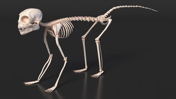 ジェフロワマーモセットスケルトンリグ3Dモデル - TurboSquid 2310371