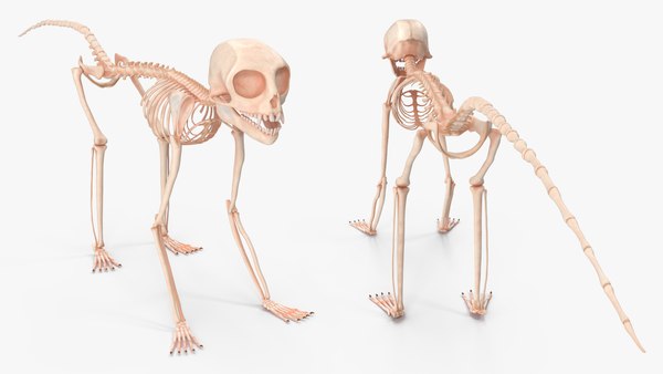 ジェフロワマーモセットスケルトンリグ3Dモデル - TurboSquid 2310371
