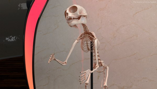 ジェフロワマーモセットスケルトンリグ3Dモデル - TurboSquid 2310371