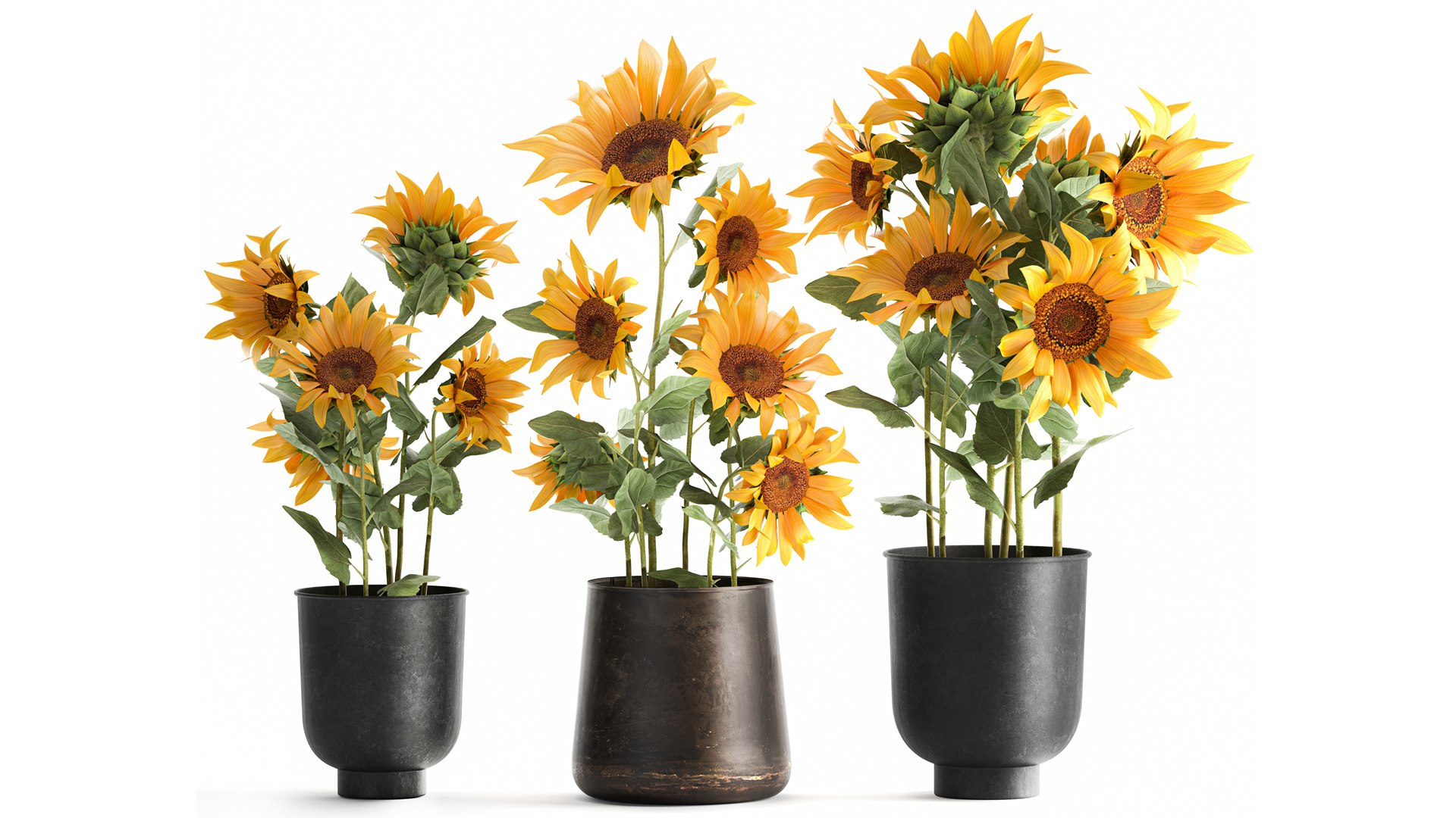 3D Sunflowers in a  flowerpot for the interior 1020 https://p.turbosquid.com/ts-thumb/7t/oxkE0b/1t/1sunflower2007202108/jpg/1626871462/1920x1080/fit_q87/cda7274b04f9f2e35796c7725f19884621b1642f/1sunflower2007202108.jpg