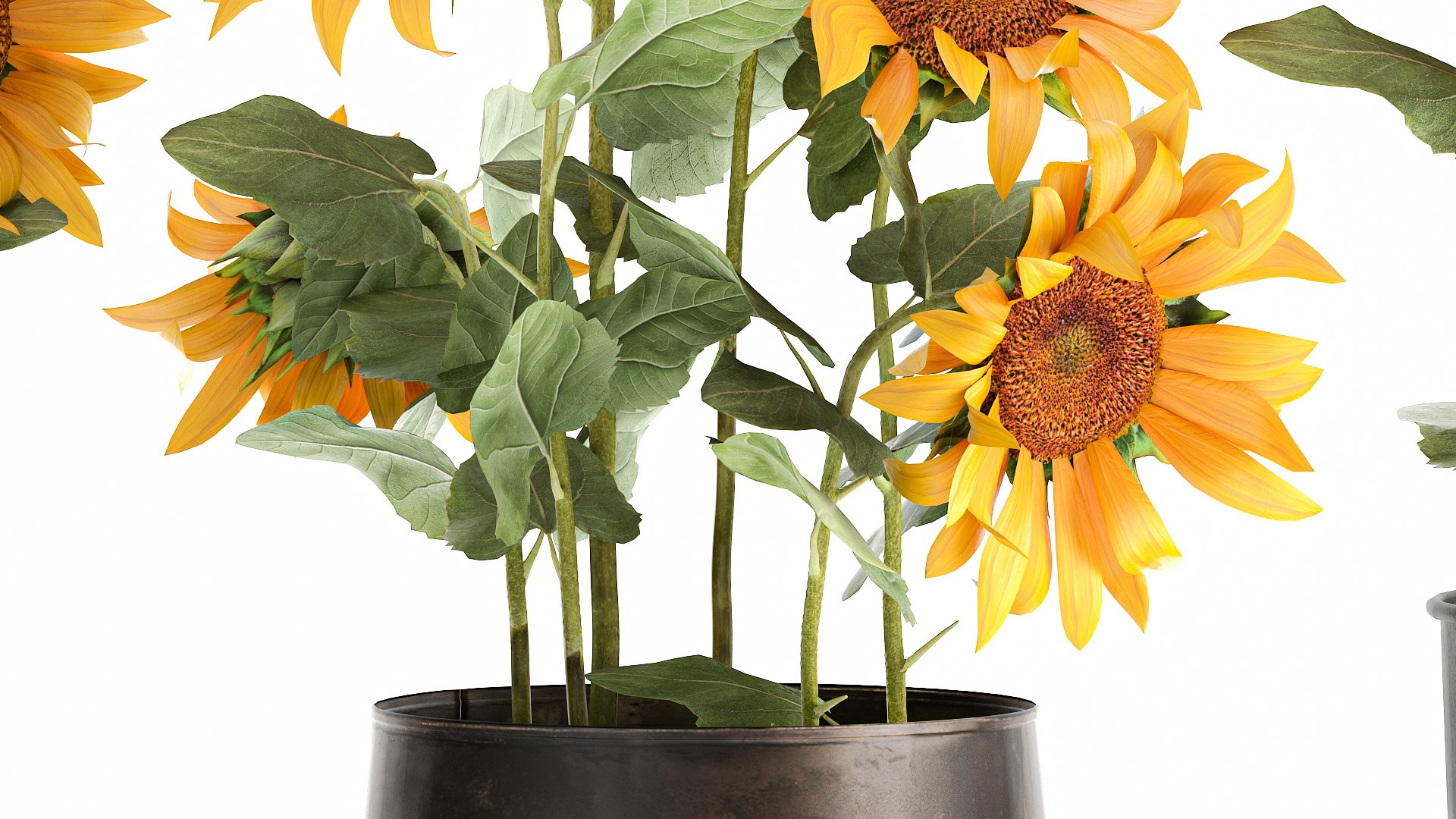 3D Sunflowers in a  flowerpot for the interior 1020 https://p.turbosquid.com/ts-thumb/7t/oxkE0b/Cl/1sunflower2007202105/jpg/1626871466/1920x1080/fit_q87/ea1828cedeacafa3dfdb65a057f3e4eac9a615a8/1sunflower2007202105.jpg