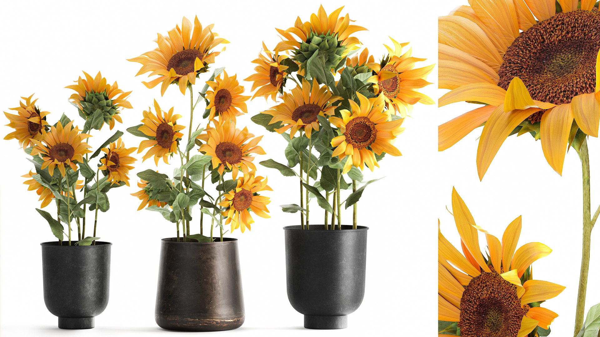 3D Sunflowers in a  flowerpot for the interior 1020 https://p.turbosquid.com/ts-thumb/7t/oxkE0b/SB/1sunflower2007202101/jpg/1626871465/1920x1080/fit_q87/0dbdb83c38930fffbae81e2c8962f8e3e04f18f7/1sunflower2007202101.jpg