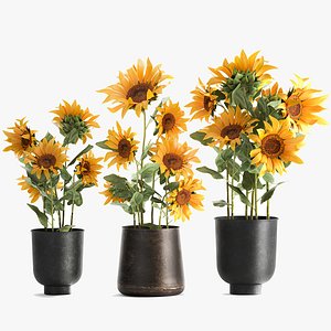3D Sunflowers in a  flowerpot for the interior 1020