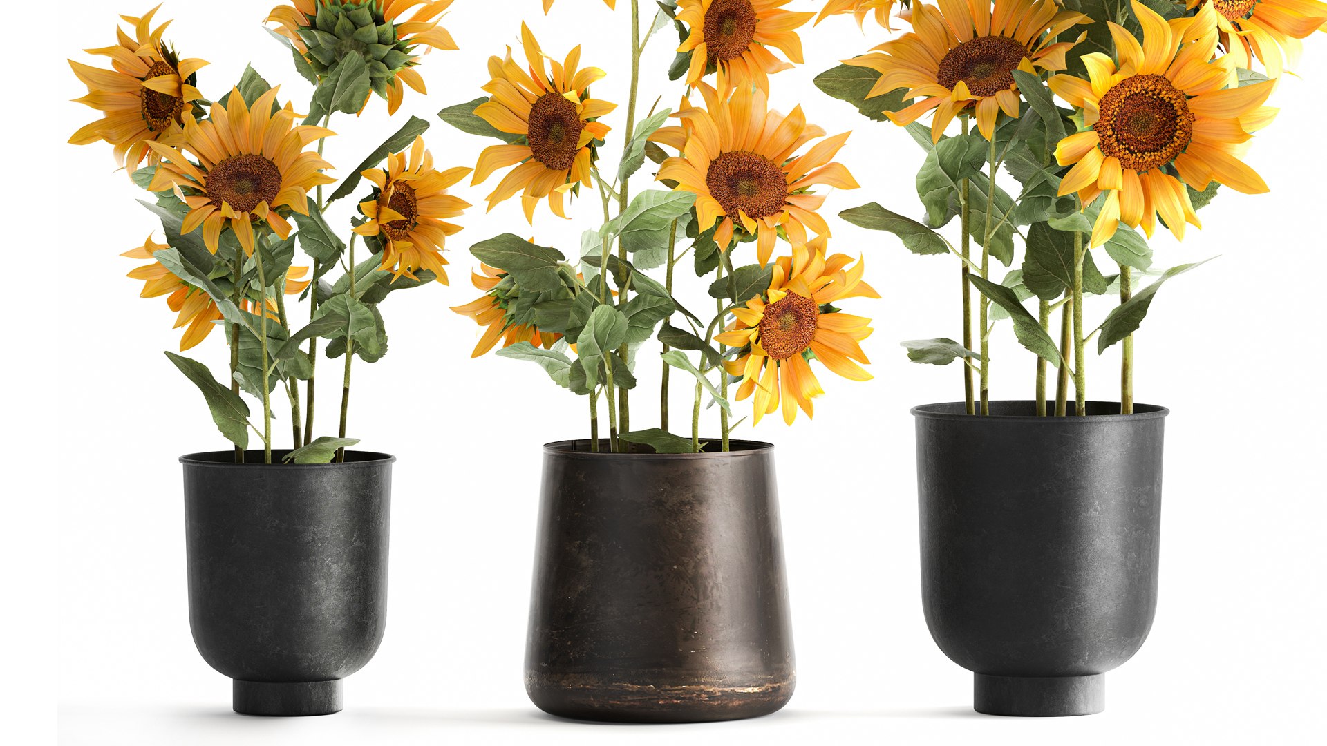 3D Sunflowers in a  flowerpot for the interior 1020 https://p.turbosquid.com/ts-thumb/7t/oxkE0b/Wm/1sunflower2007202102/jpg/1626871464/1920x1080/fit_q87/d96c6992837682afdac4dbeac9eaa6cfaddcd49e/1sunflower2007202102.jpg