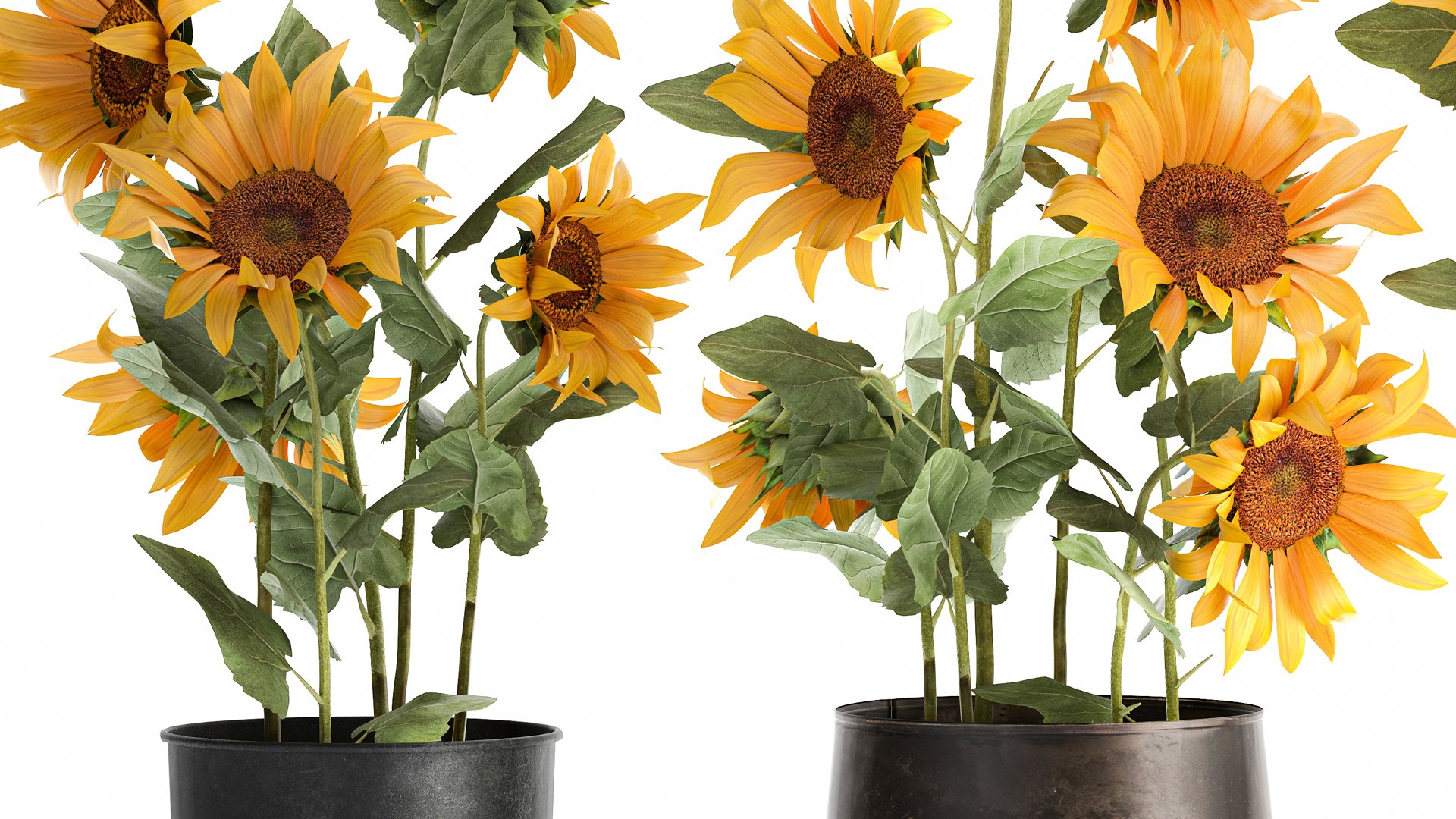 3D Sunflowers in a  flowerpot for the interior 1020 https://p.turbosquid.com/ts-thumb/7t/oxkE0b/br/1sunflower2007202103/jpg/1626871467/1920x1080/fit_q87/b236e53b1785a0eeac4c51bfa1e381dcabf5cc54/1sunflower2007202103.jpg