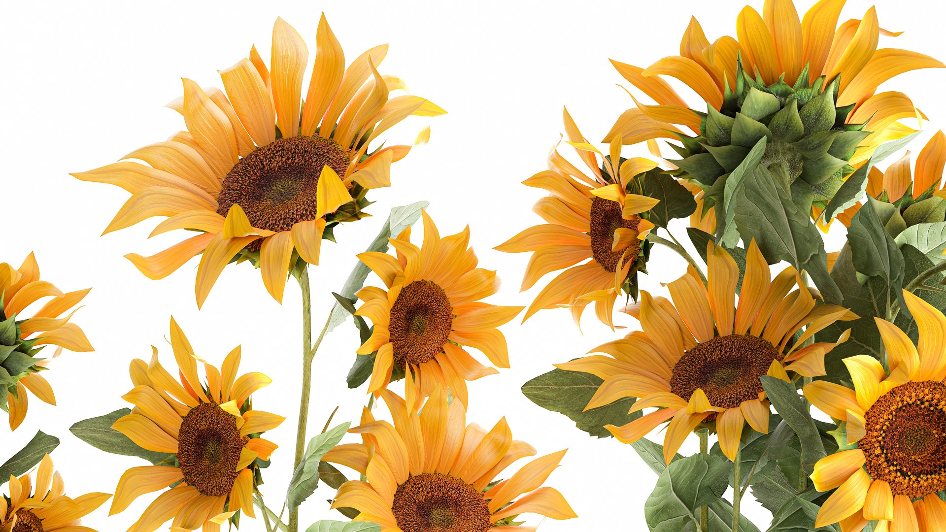 3D Sunflowers in a  flowerpot for the interior 1020 https://p.turbosquid.com/ts-thumb/7t/oxkE0b/h1/1sunflower2007202104/jpg/1626871468/1920x1080/fit_q87/10f730903a387be74f2cdc3115dd8ab36802bd26/1sunflower2007202104.jpg