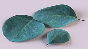 eucalyptus tree leaf plant 3D model