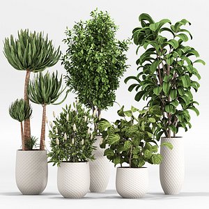 indoor Plant Set 011