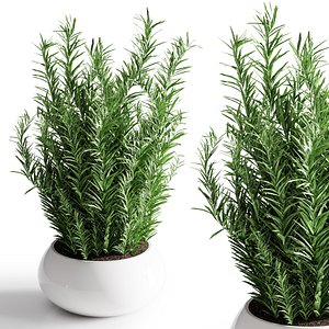 3D Bouqute02-rosemary
