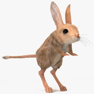 Long Eared Jerboa Fur