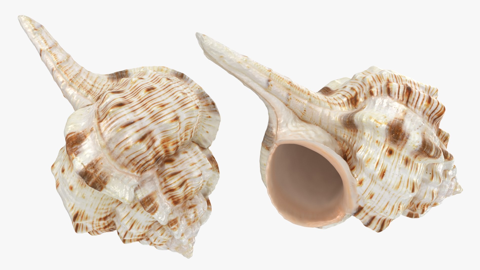 3D Seashells Collection 3 model https://p.turbosquid.com/ts-thumb/7u/1Z9Oyt/7v/cymatiumcaudatum_a0002/jpg/1650746453/1920x1080/fit_q87/e2212021e9085c9243f285ca213b542fe5558acd/cymatiumcaudatum_a0002.jpg