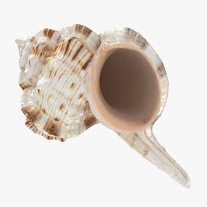 Cymatium Caudatum