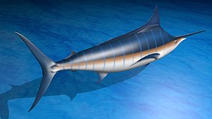 Blue Marlin - 3D Model with poses