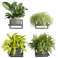plant vol 814 - hanging- fern - banana - grass