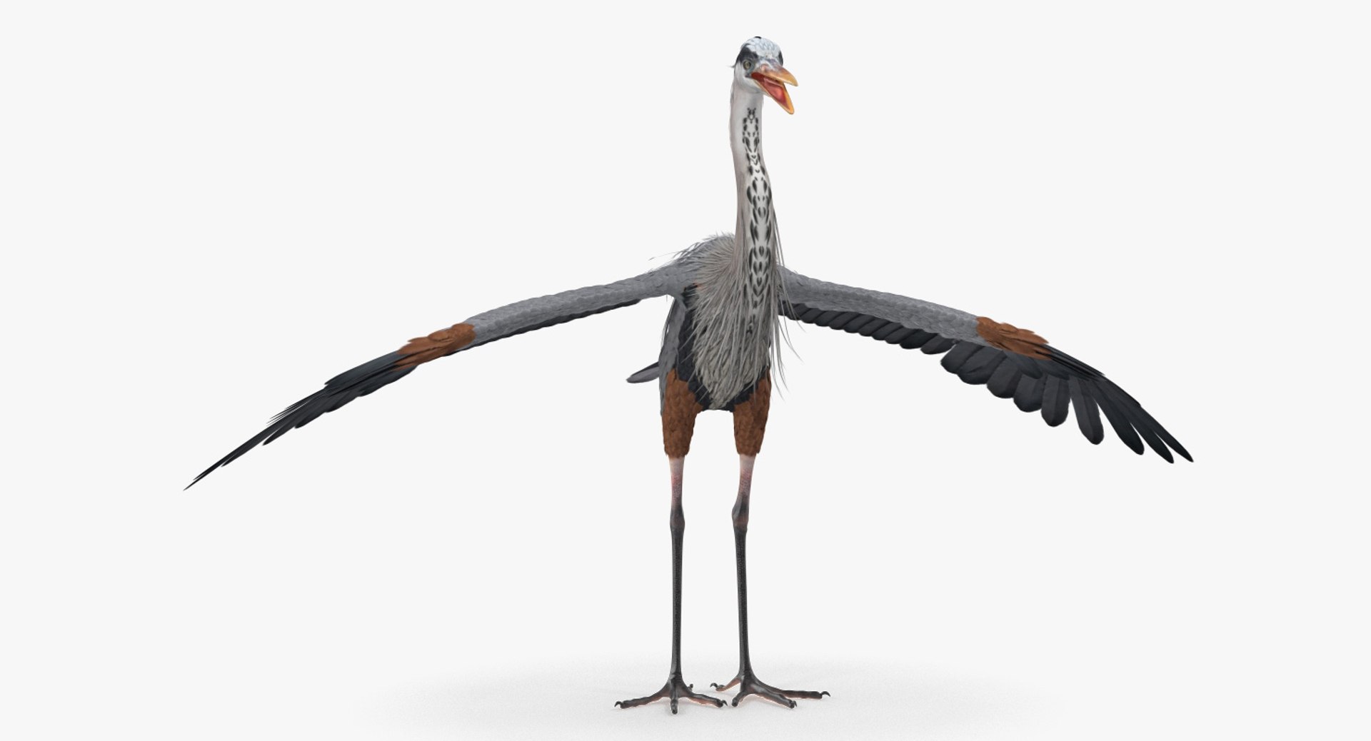 Realistic Great Blue Heron 3D model https://p.turbosquid.com/ts-thumb/7u/QpXKOz/yx/realistic_great_blue_heron_007/jpg/1743409550/1920x1080/fit_q87/d445c48e7d82436550a6d2583180be7fac3c3a1a/realistic_great_blue_heron_007.jpg