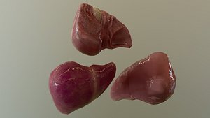 Human Liver