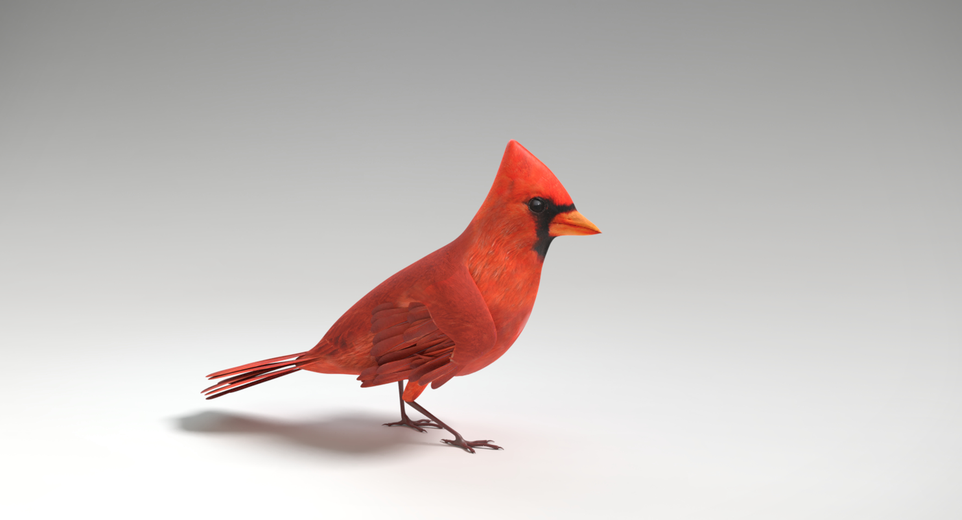3D Cardinal Animations Model - TurboSquid 1296191