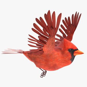 3D cardinal animations model