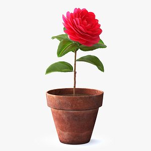 Flower Camelia in Pot