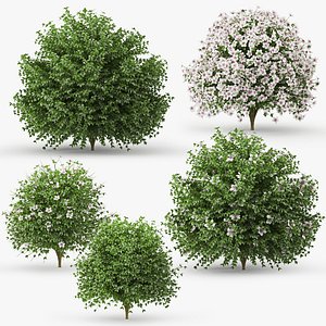 3D model hibiscus bush