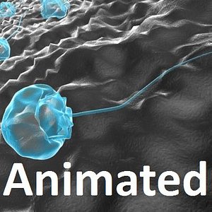 maya zoospores spore