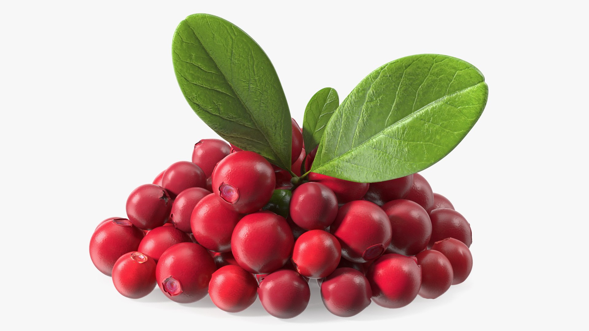 3D Berry Branches Collection 7 model https://p.turbosquid.com/ts-thumb/7u/g9mIk6/vC/bunchofcranberrieswithleavesvray3dmodel001/jpg/1707122187/1920x1080/fit_q87/e6262e47281ed03215e3d73468aa8f3f4af2def7/bunchofcranberrieswithleavesvray3dmodel001.jpg