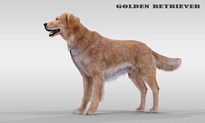 Realistic Dog Golden Retriever with fur and Rigged