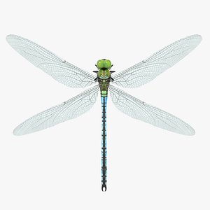 dragonfly 3D model