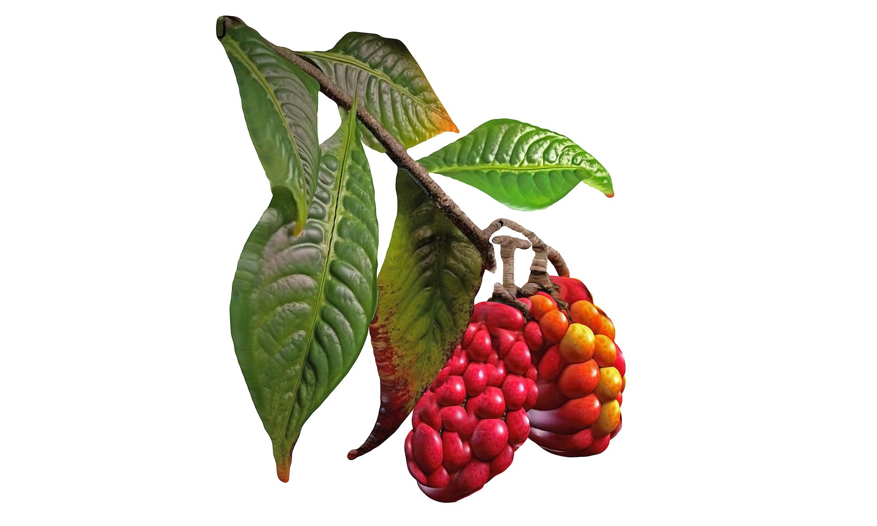 Magical Fruits 3D model https://p.turbosquid.com/ts-thumb/7u/kjqIFP/Lg/55/jpg/1690880644/1920x1080/fit_q87/8e4ddca9c2af3034815dd95813da7c5bb16748af/55.jpg