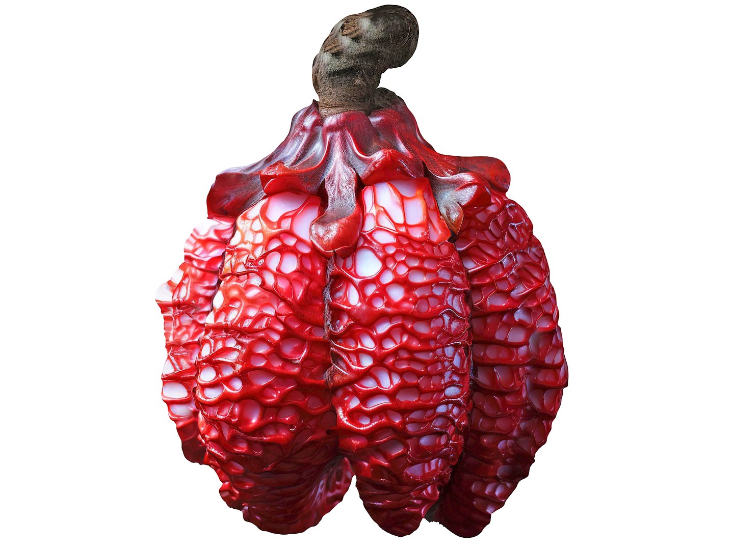 Magical Fruits 3D model https://p.turbosquid.com/ts-thumb/7u/kjqIFP/Xg/117/jpg/1690880991/1920x1080/fit_q87/29f5aca3897956d8b55e2bb5fb65a131f89495e1/117.jpg