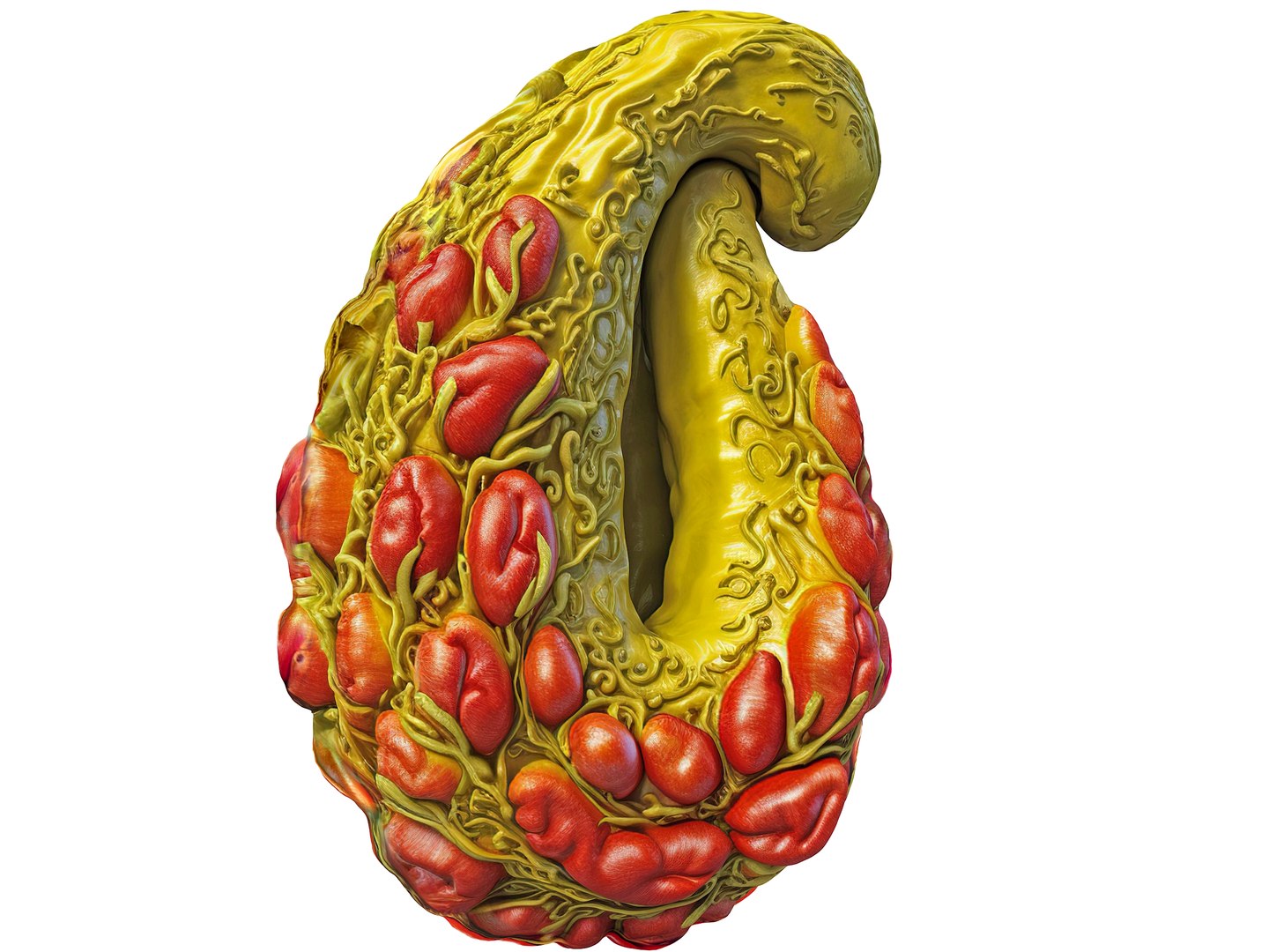Magical Fruits 3D model https://p.turbosquid.com/ts-thumb/7u/kjqIFP/oA/28/jpg/1690814499/1920x1080/fit_q87/5ad92efc7e80e6bd8bf3d4a2291cc8bbf88f0150/28.jpg