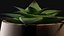 鉢植えのリアルな植物の花3Dモデル
