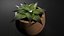鉢植えのリアルな植物の花3Dモデル